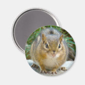 Niedlich Chipmunk hat sein Auge auf dich Magnet (Vorderseite/Rückseite)