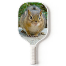 Niedlich Chipmunk hat sein Auge auf dich