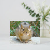 Niedlich Chipmunk hat sein Auge auf dich Postkarte (Stehend Vorderseite)