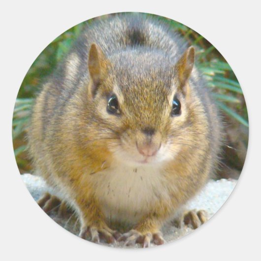 Niedlich Chipmunk hat sein Auge auf dich Runder Aufkleber (Vorderseite)