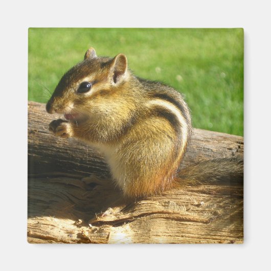 Niedlich Chipmunk Magnet (Vorne)