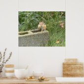 Niedlich Chipmunk Poster (Küche)