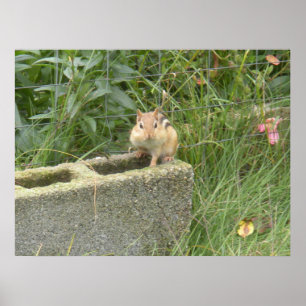 Niedlich Chipmunk Poster