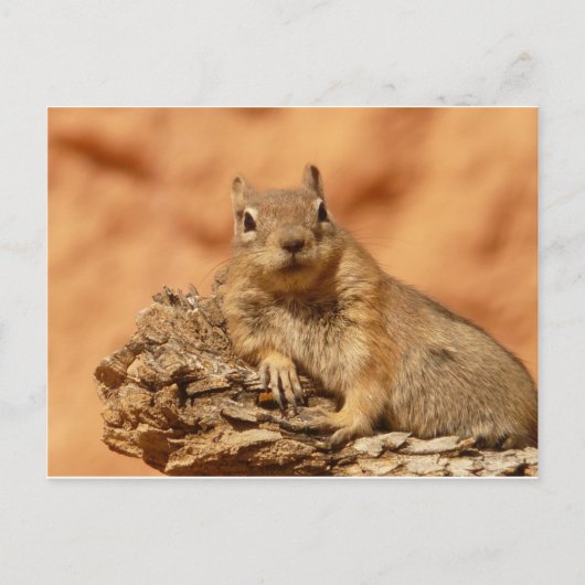 Niedlich Chipmunk Postkarte (Vorderseite)