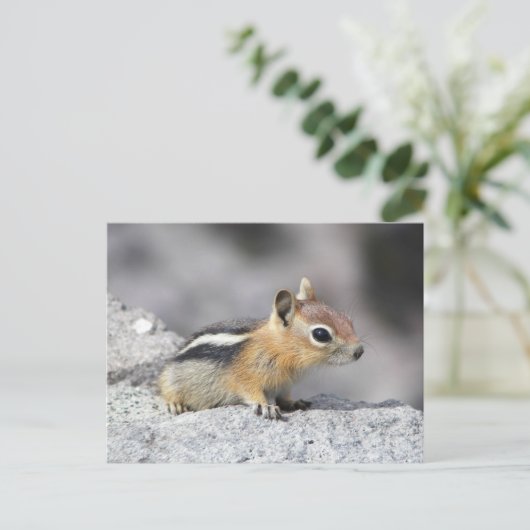 Niedlich Chipmunk Postkarte (Stehend Vorderseite)