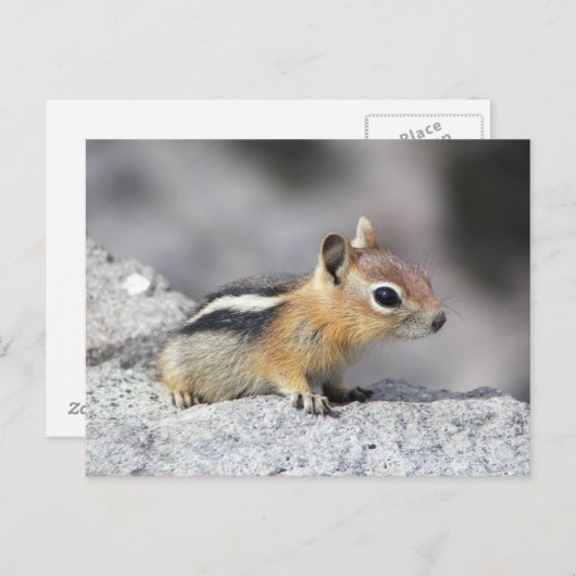 Niedlich Chipmunk Postkarte (Vorne/Hinten)