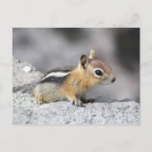 Niedlich Chipmunk Postkarte (Vorderseite)