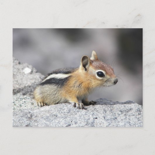 Niedlich Chipmunk Postkarte (Vorderseite)