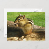 Niedlich Chipmunk Postkarte (Vorne/Hinten)
