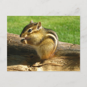 Niedlich Chipmunk Postkarte