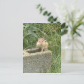 Niedlich Chipmunk Postkarte (Stehend Vorderseite)