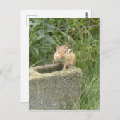 Niedlich Chipmunk Postkarte (Vorne/Hinten)