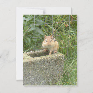 Niedlich Chipmunk Postkarte