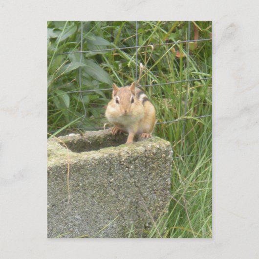 Niedlich Chipmunk Postkarte (Vorderseite)