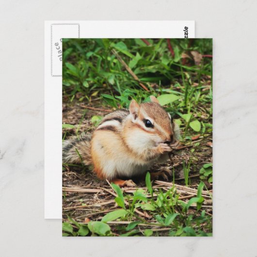Niedlich Chipmunk Postkarte (Vorne/Hinten)