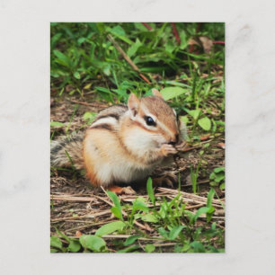 Niedlich Chipmunk Postkarte
