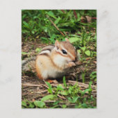 Niedlich Chipmunk Postkarte (Vorderseite)