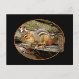 Niedlich Chipmunk-Postkarte Postkarte