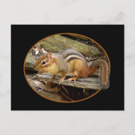 Niedlich Chipmunk-Postkarte Postkarte