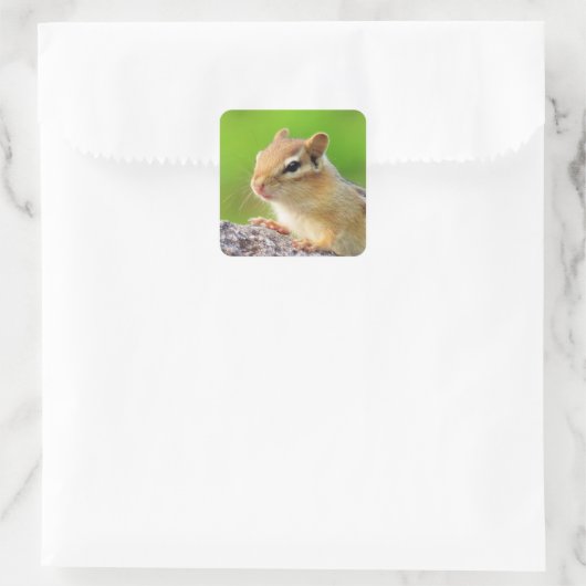 Niedlich Chipmunk Quadratischer Aufkleber (Tasche)