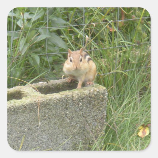 Niedlich Chipmunk Quadratischer Aufkleber (Vorderseite)
