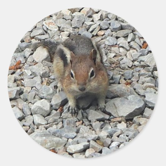 Niedlich Chipmunk Wildlife Foto Runder Aufkleber (Vorderseite)