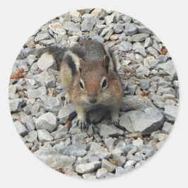 Niedlich Chipmunk Wildlife Foto Runder Aufkleber