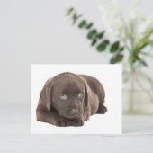 Niedlich Chocolate Labrador Puppy Postkarte (Stehend Vorderseite)
