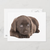 Niedlich Chocolate Labrador Puppy Postkarte (Vorne/Hinten)