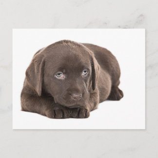 Niedlich Chocolate Labrador Puppy Postkarte