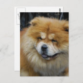 Niedlich Chow Chow Postkarte (Vorne/Hinten)