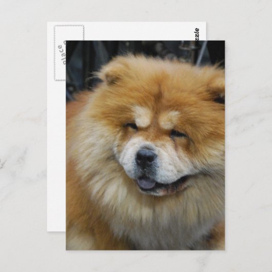 Niedlich Chow Chow Postkarte (Vorne/Hinten)