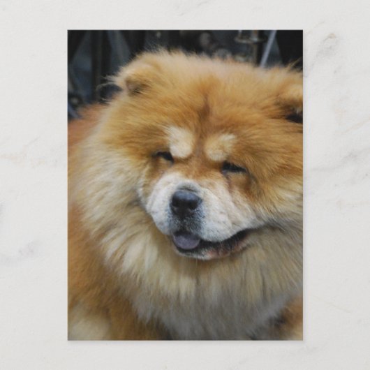 Niedlich Chow Chow Postkarte (Vorderseite)