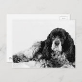 Niedlich Cocker Spaniel Postkarte (Vorne/Hinten)