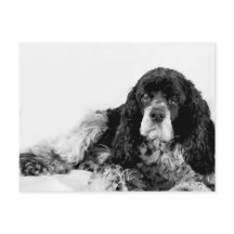 Niedlich Cocker Spaniel