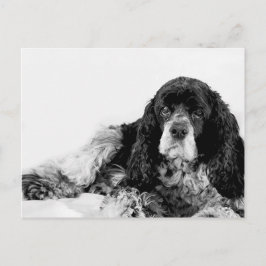 Niedlich Cocker Spaniel Postkarte