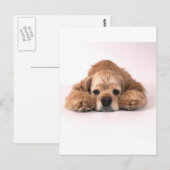 Niedlich Cocker Spaniel Postkarte (Vorne/Hinten)