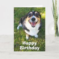 Niedlich Corgi Birthday