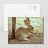Niedlich Cottontail Bunny Postkarte (Vorne/Hinten)