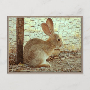 Niedlich Cottontail Bunny Postkarte