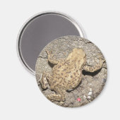 Niedlich Crawling Toad Magnet (Vorderseite/Rückseite)