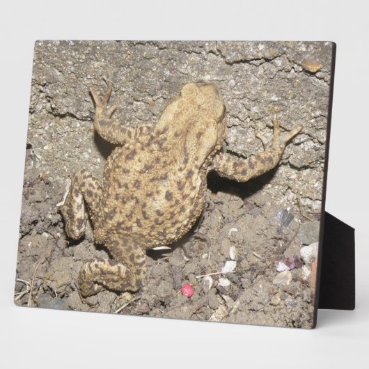 Niedlich Crawling Toad Plaque Fotoplatte (Seite)