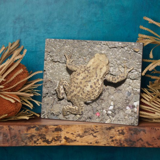 Niedlich Crawling Toad Plaque Fotoplatte (Seite)