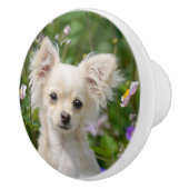 Niedlich Creme Chihuahua Dog Welpe Foto - Keramikknauf (Rechts)