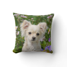 Niedlich Creme Chihuahua Hund Welpe Foto -