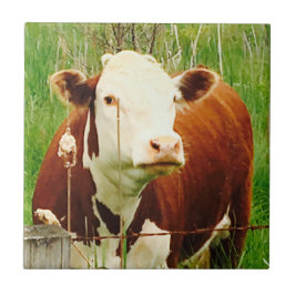 Niedlich Cudly Cow Friend 4Jeremy Fliese