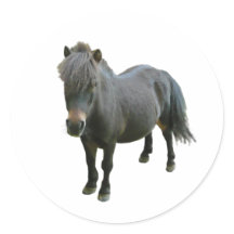 Niedlich Dartmoor Pony