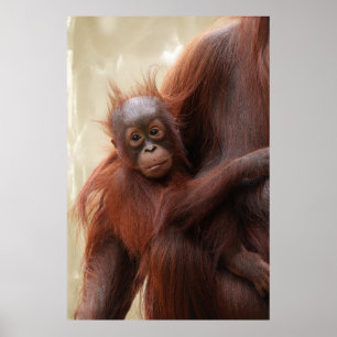 Niedlich - Das Adorable Baby Orangutan Poster