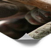 Niedlich Daschund Puppy Poster (Ecke)