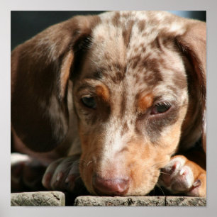 Niedlich Daschund Puppy Poster